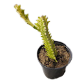 4" Euphorbia Trigona Variegated 